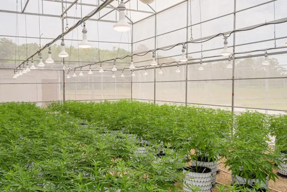 Electrical Design for Cannabis Cultivation