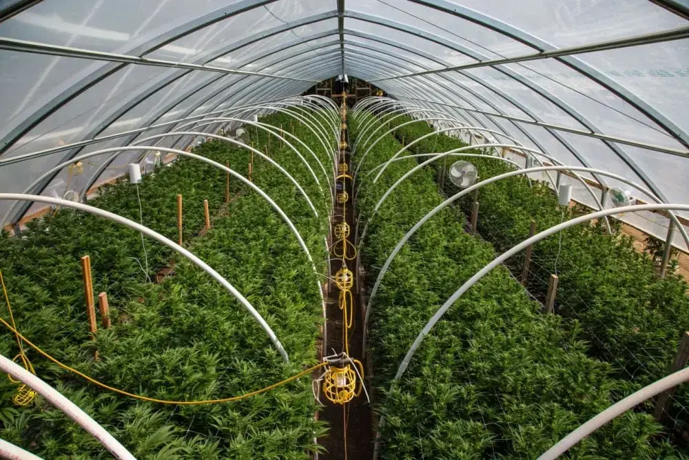 Temperature Regulation in Cannabis Cultivation