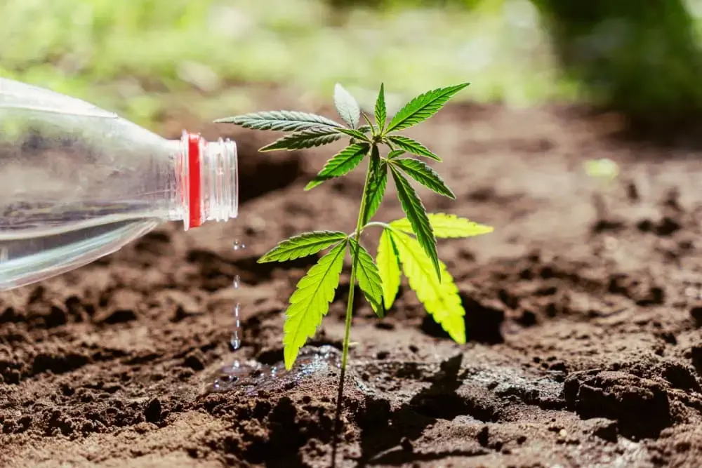 Water management in Cannabis Cultivation